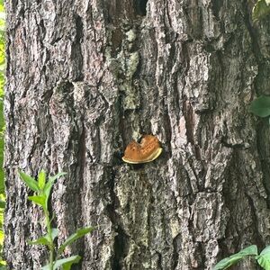 Meet your Posher, Deshawn